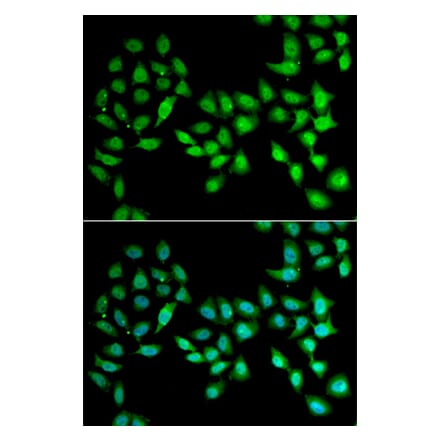 Immunofluorescence - UCN2 antibody from Signalway Antibody (38957) - Antibodies.com