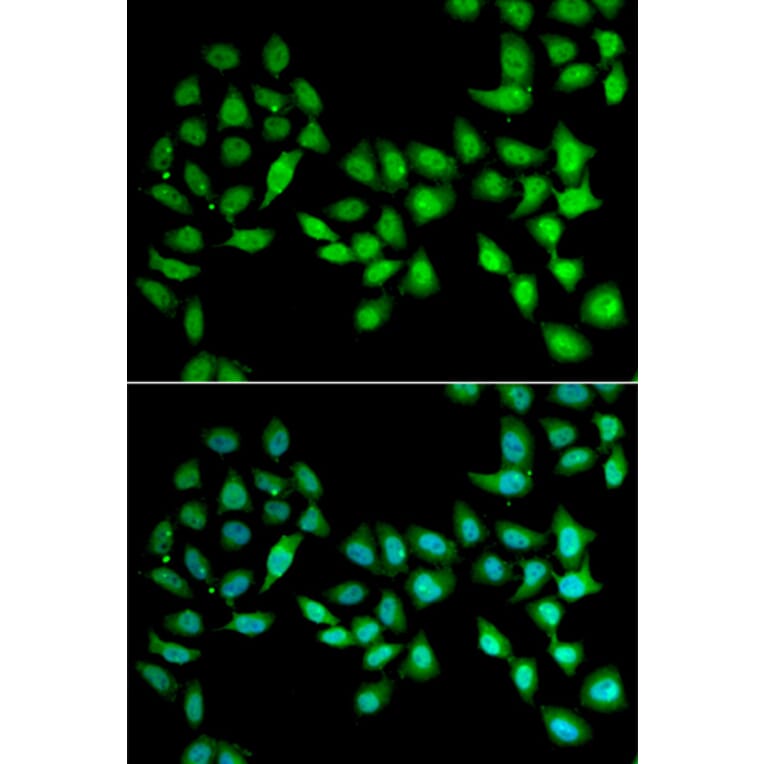 Immunofluorescence - UCN2 antibody from Signalway Antibody (38957) - Antibodies.com