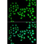 Immunofluorescence - UCN2 antibody from Signalway Antibody (38957) - Antibodies.com