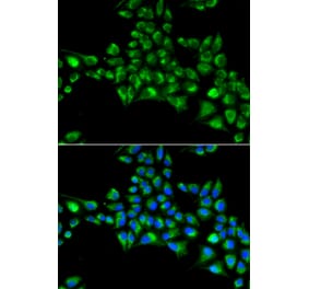 Immunofluorescence - CYGB antibody from Signalway Antibody (38960) - Antibodies.com