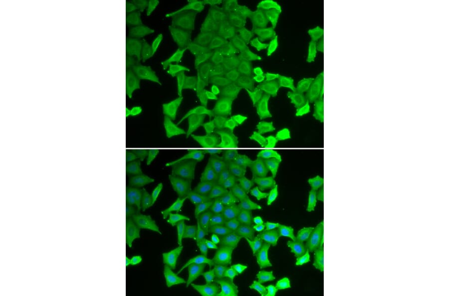 Immunofluorescence - RFFL antibody from Signalway Antibody (38961) - Antibodies.com