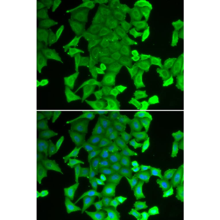Immunofluorescence - RFFL antibody from Signalway Antibody (38961) - Antibodies.com
