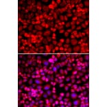 Immunofluorescence - ANLN antibody from Signalway Antibody (38978) - Antibodies.com