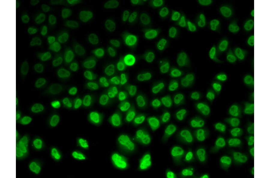 Immunofluorescence - ASMT antibody from Signalway Antibody (38982) - Antibodies.com