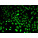 Immunofluorescence - ASMT antibody from Signalway Antibody (38982) - Antibodies.com