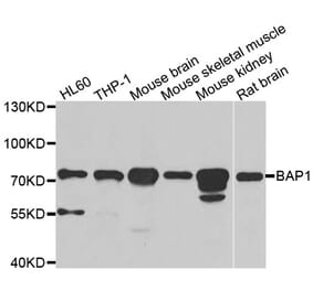 Western blot - BAP1 antibody from Signalway Antibody (38986) - Antibodies.com