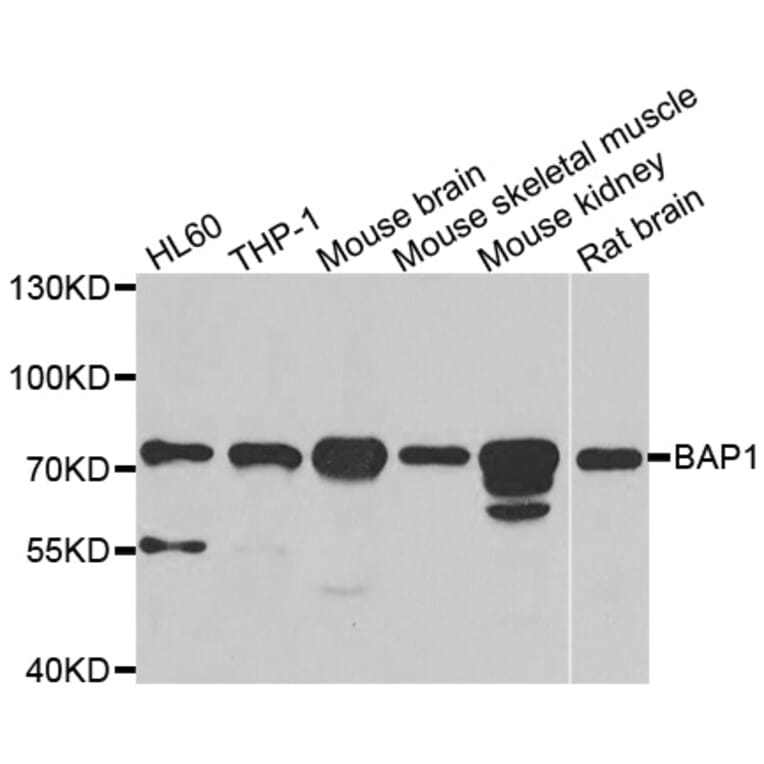 Western blot - BAP1 antibody from Signalway Antibody (38986) - Antibodies.com