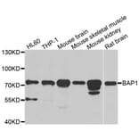 Western blot - BAP1 antibody from Signalway Antibody (38986) - Antibodies.com