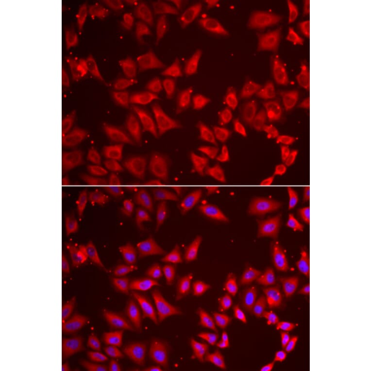 Immunofluorescence - BAP1 antibody from Signalway Antibody (38986) - Antibodies.com