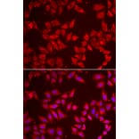Immunofluorescence - BAP1 antibody from Signalway Antibody (38986) - Antibodies.com
