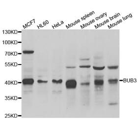 Western blot - BUB3 antibody from Signalway Antibody (38989) - Antibodies.com
