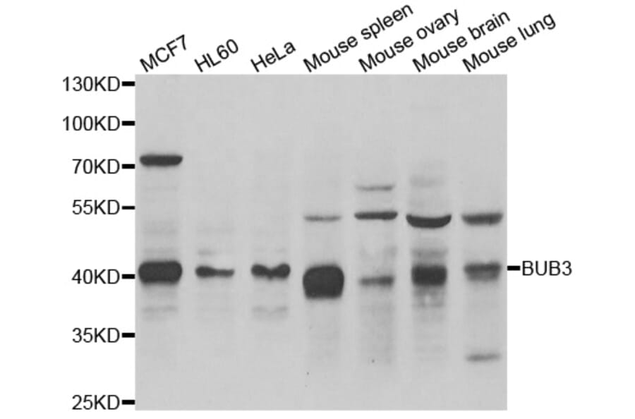 Western blot - BUB3 antibody from Signalway Antibody (38989) - Antibodies.com