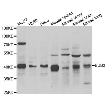 Western blot - BUB3 antibody from Signalway Antibody (38989) - Antibodies.com