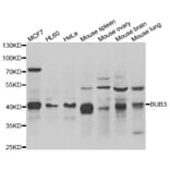 Western blot - BUB3 antibody from Signalway Antibody (38989) - Antibodies.com