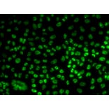 Immunofluorescence - BUB3 antibody from Signalway Antibody (38989) - Antibodies.com