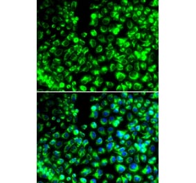 Immunofluorescence - CALU antibody from Signalway Antibody (38991) - Antibodies.com