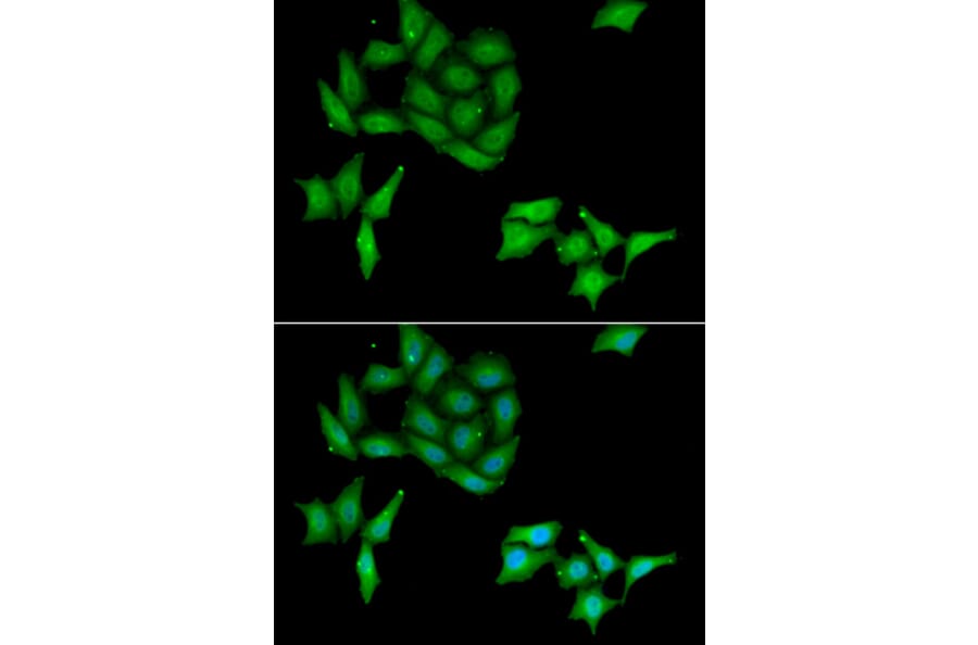 Immunofluorescence - CCNC antibody from Signalway Antibody (38997) - Antibodies.com