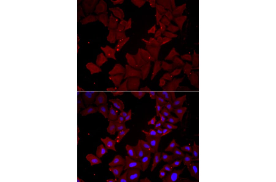 Immunofluorescence - CCT4 antibody from Signalway Antibody (39000) - Antibodies.com
