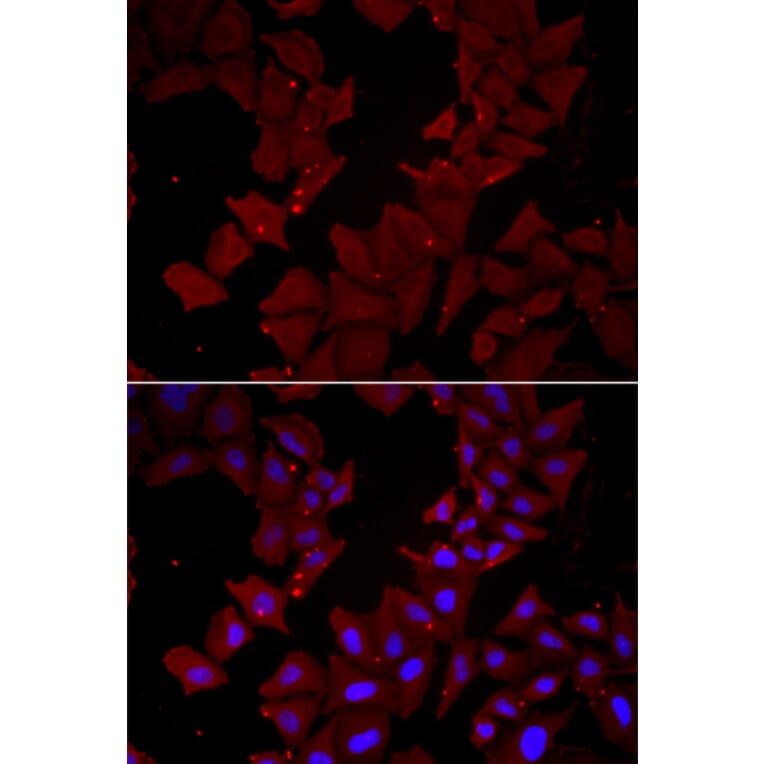 Immunofluorescence - CCT4 antibody from Signalway Antibody (39000) - Antibodies.com
