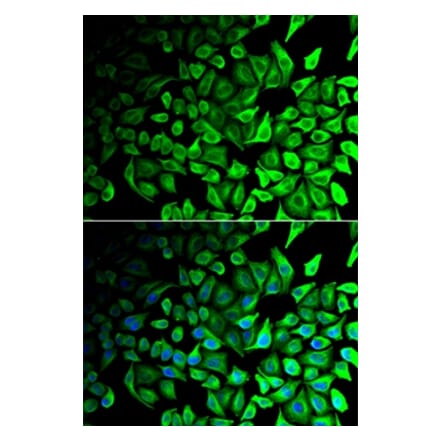 Immunofluorescence - DPP7 antibody from Signalway Antibody (39021) - Antibodies.com