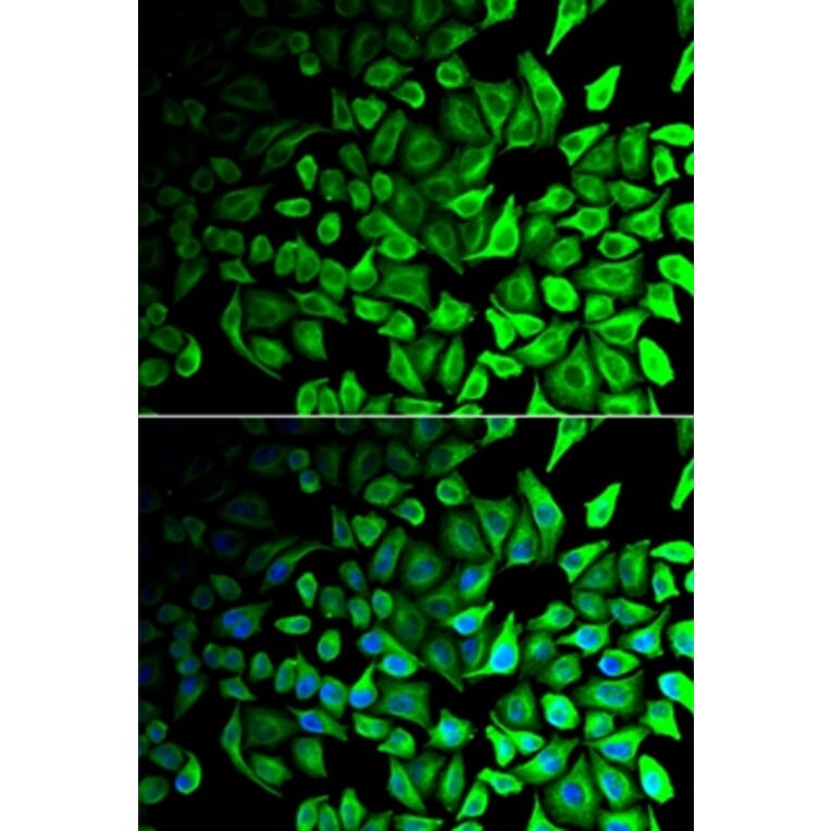 Immunofluorescence - DPP7 antibody from Signalway Antibody (39021) - Antibodies.com