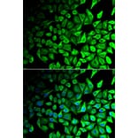 Immunofluorescence - DPP7 antibody from Signalway Antibody (39021) - Antibodies.com