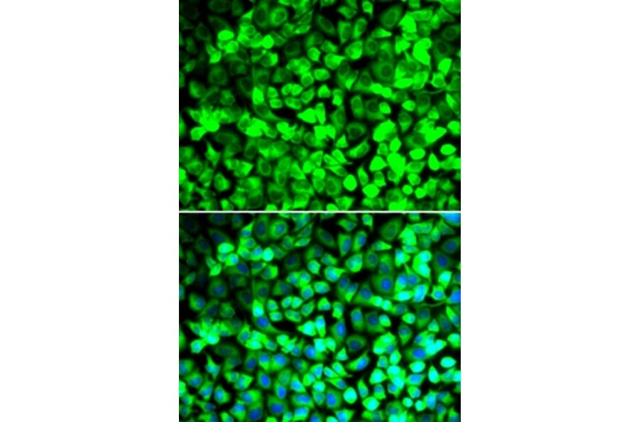 Immunofluorescence - EIF5 antibody from Signalway Antibody (39023) - Antibodies.com