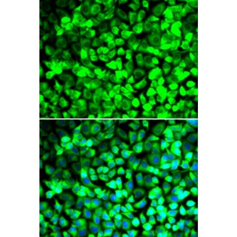 Immunofluorescence - EIF5 antibody from Signalway Antibody (39023) - Antibodies.com