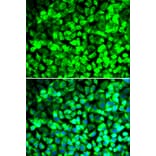 Immunofluorescence - EIF5 antibody from Signalway Antibody (39023) - Antibodies.com