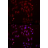 Immunofluorescence - FRZB antibody from Signalway Antibody (39030) - Antibodies.com