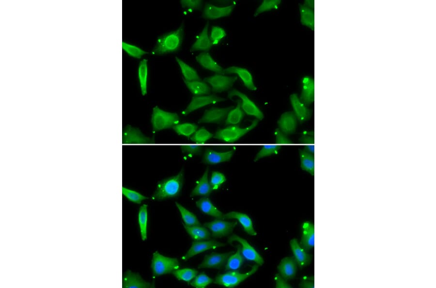 Immunofluorescence - GAMT antibody from Signalway Antibody (39033) - Antibodies.com