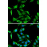 Immunofluorescence - GAMT antibody from Signalway Antibody (39033) - Antibodies.com