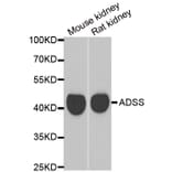 Western blot - GATM antibody from Signalway Antibody (39034) - Antibodies.com