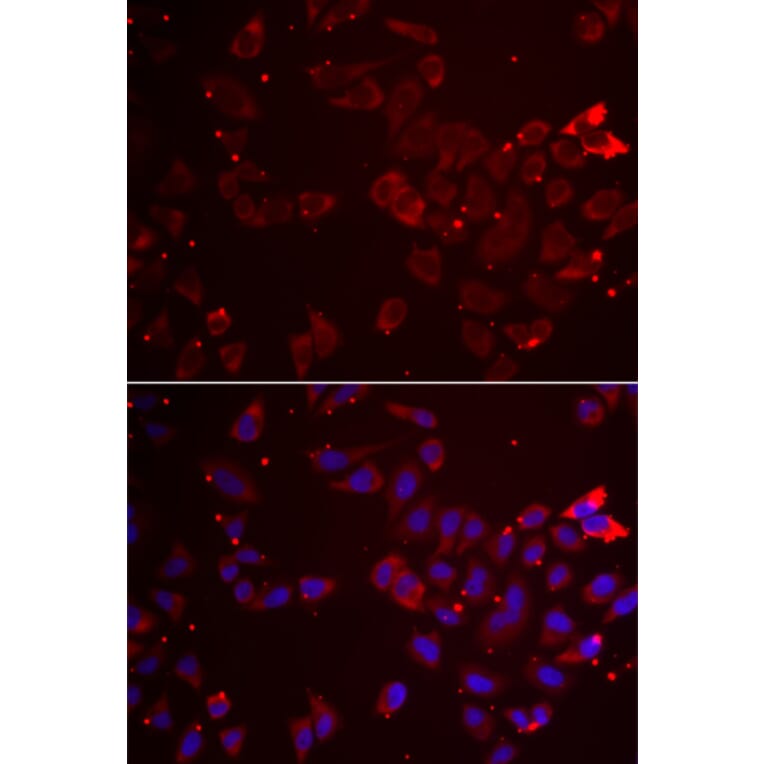 Immunofluorescence - GATM antibody from Signalway Antibody (39034) - Antibodies.com