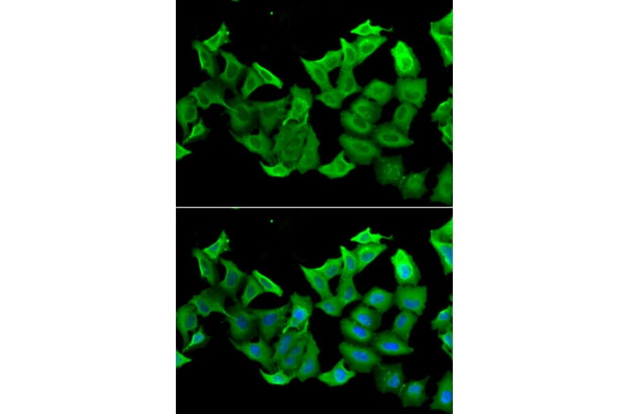 Immunofluorescence - HAGH antibody from Signalway Antibody (39047) - Antibodies.com