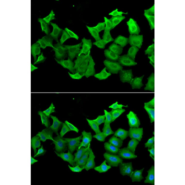 Immunofluorescence - HAGH antibody from Signalway Antibody (39047) - Antibodies.com