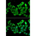 Immunofluorescence - HAGH antibody from Signalway Antibody (39047) - Antibodies.com