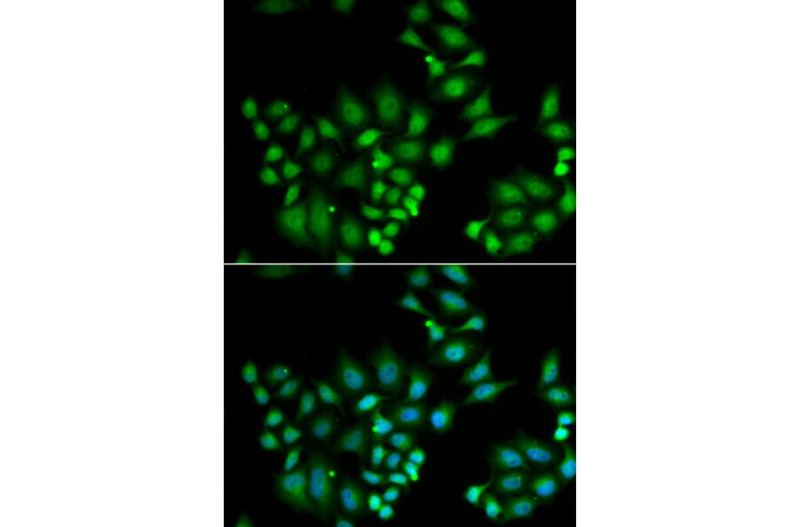 Immunofluorescence - HPS1 antibody from Signalway Antibody (39051) - Antibodies.com