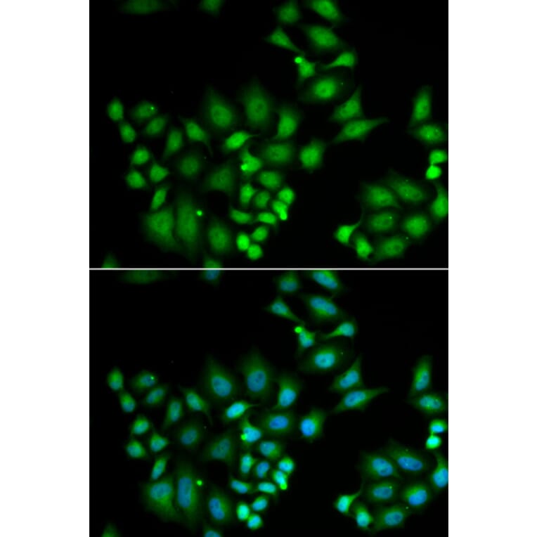 Immunofluorescence - HPS1 antibody from Signalway Antibody (39051) - Antibodies.com