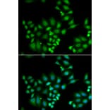 Immunofluorescence - HPS1 antibody from Signalway Antibody (39051) - Antibodies.com