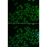 Immunofluorescence - MPP2 antibody from Signalway Antibody (39079) - Antibodies.com