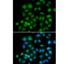 Immunofluorescence - MXI1 antibody from Signalway Antibody (39081) - Antibodies.com