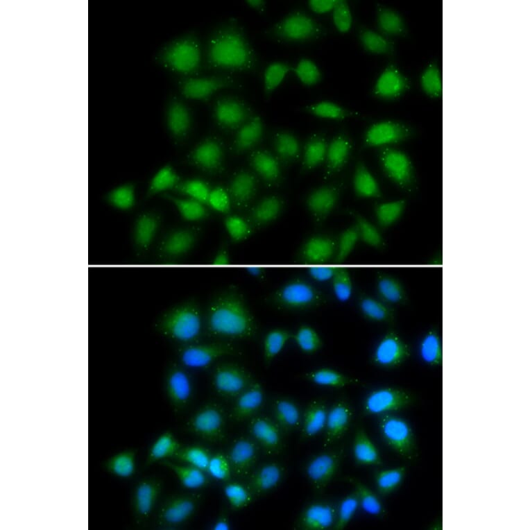 Immunofluorescence - MXI1 antibody from Signalway Antibody (39081) - Antibodies.com