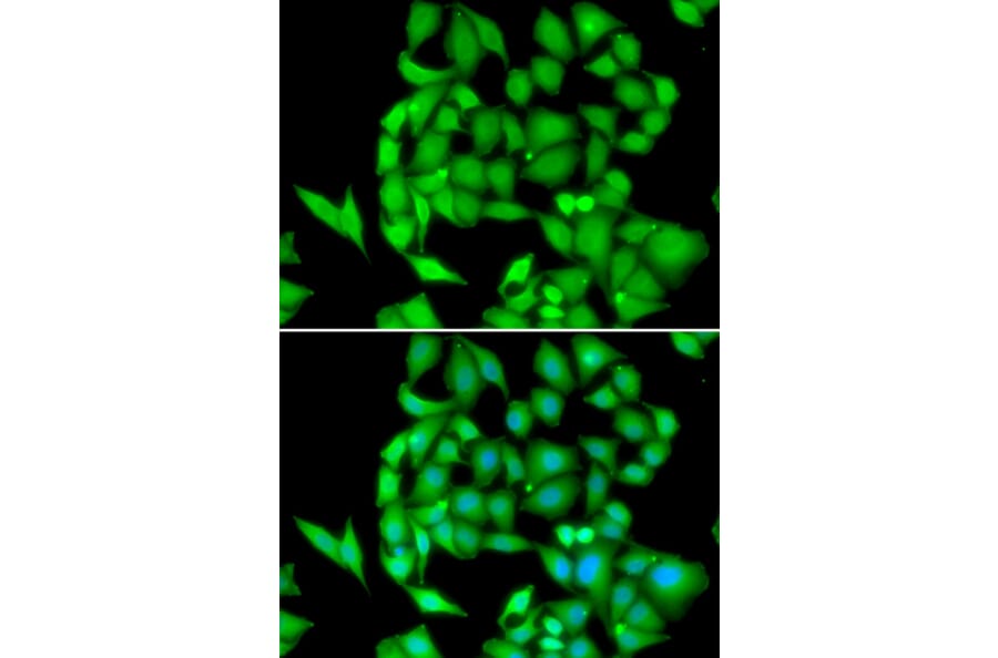 Immunofluorescence - NEK3 antibody from Signalway Antibody (39085) - Antibodies.com