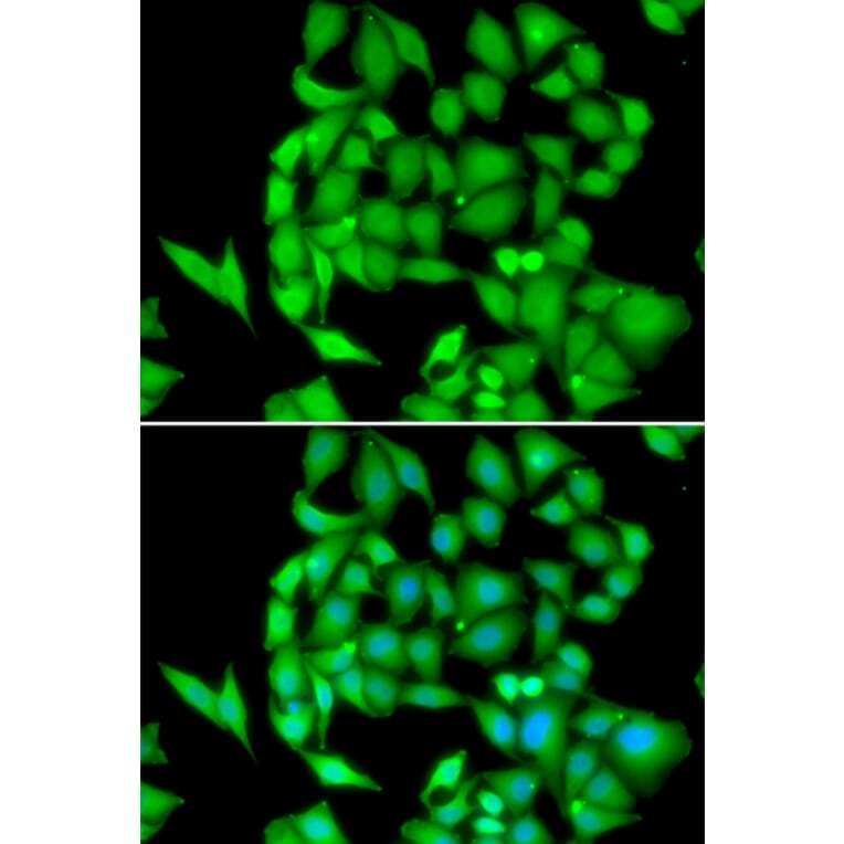 Immunofluorescence - NEK3 antibody from Signalway Antibody (39085) - Antibodies.com