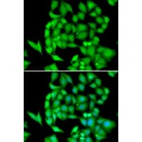 Immunofluorescence - NEK3 antibody from Signalway Antibody (39085) - Antibodies.com