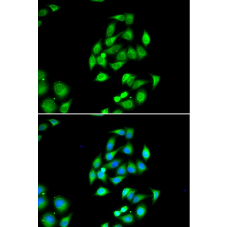 Immunofluorescence - NFS1 antibody from Signalway Antibody (39088) - Antibodies.com