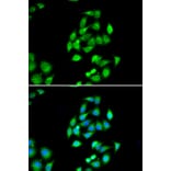 Immunofluorescence - NFS1 antibody from Signalway Antibody (39088) - Antibodies.com