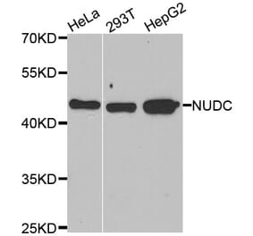 Western blot - NUDC antibody from Signalway Antibody (39094) - Antibodies.com