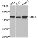 Western blot - NUDC antibody from Signalway Antibody (39094) - Antibodies.com